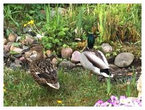 Frühling im Garten