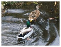 Besuch im Garten