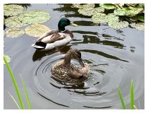 Wünsche und Träume
