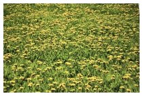 Der Frühling feiert Hochzeit