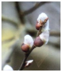 Sei willkommen lieber Frühling