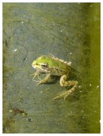 FROSCH - SATIRE