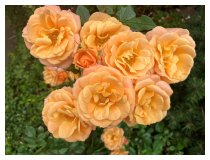 Gelbe Rosen