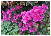 Farbenfroher Spätherbst