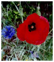 Sommerflirt