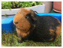 DAS MEERSCHWEINCHEN