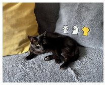 SCHWARZE KATZE