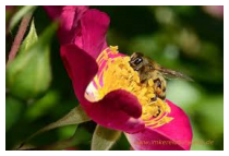 Der Imp im Kelch