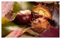Liebe mit Hindernissen