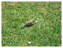 Der kleine Spatz