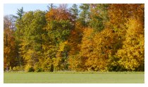 Wanderung durch den Herbstwald