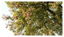 Sonniger Herbstmorgen