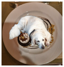 Hundeglück