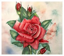Die Rose am Valentinstag...