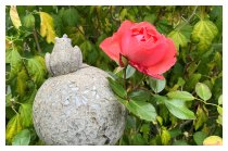 Die letzte Rose