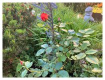 Die Sylter Rose