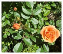 Im Garten duftet es herrlich