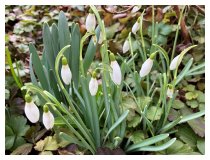Die ersten Frühlingsboten