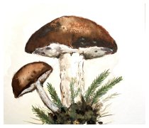Wildgulasch mit Pilzen