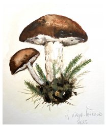 Pilzsaison