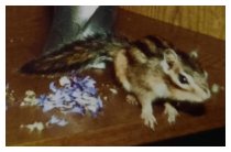 Das Streifenhörnchen