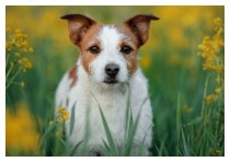 Aus der Sicht eines Hundes