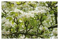 Der alte Birnenbaum