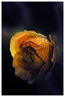 Liebespfand...