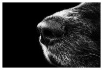 Ist sein Hund...
