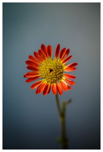 Die kleine Blume...