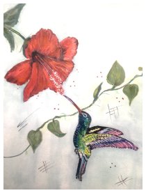 Der Kolibri