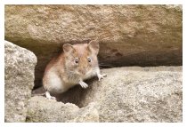 DIE MAUS
