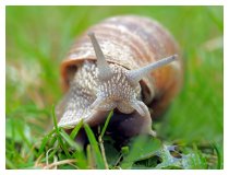 DER SCHNECK