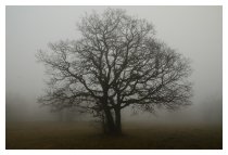 Galgenbaum...