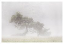 Nebel schwebt...